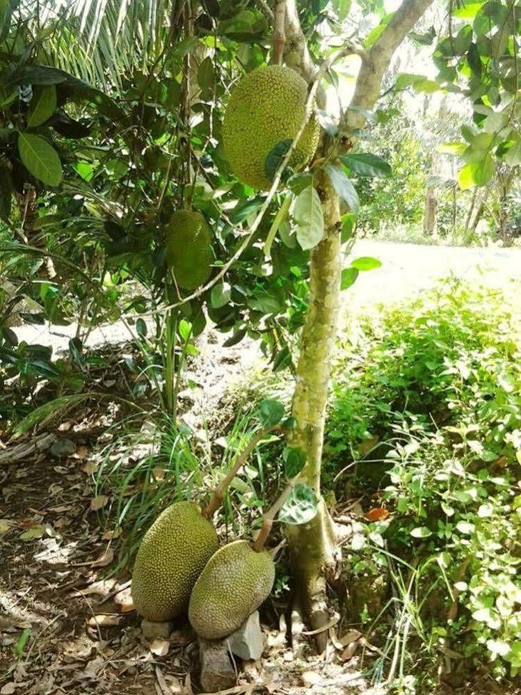 Green Village Homestay Can Tho Luaran gambar
